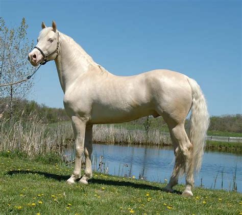 The eyes are pale blue, paler than the unpigmented blue eyes associated with white color or white markings, and the skin is rosy-pink. . Caballos perlinos